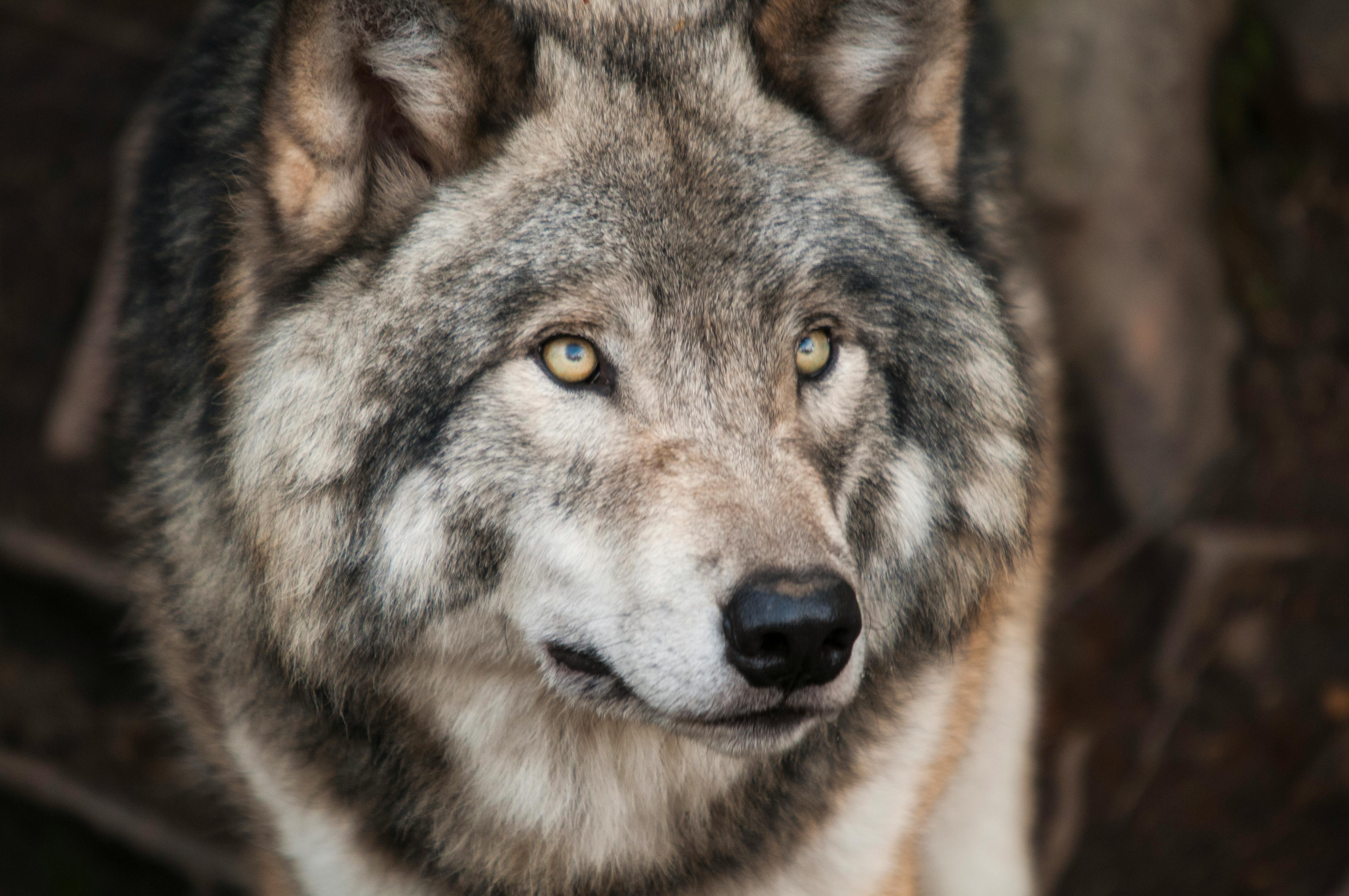wolf.jpeg